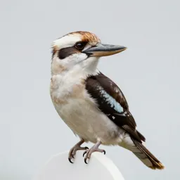 Kookaburra