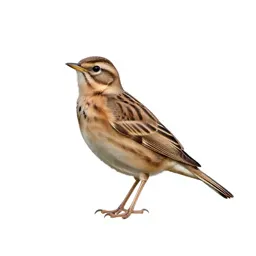 Lark