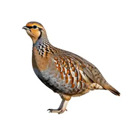 Lesser prairie chicken