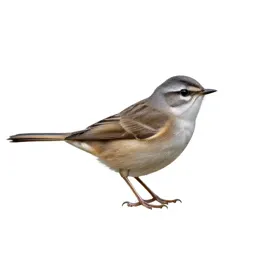 Lesser whitethroat