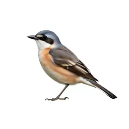 Loggerhead shrike