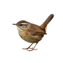 Long-billed marsh wren