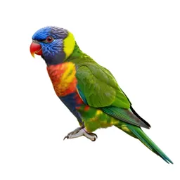 Lorikeet