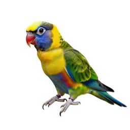 Lory