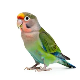 Lovebird