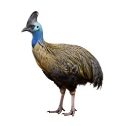Mallee fowl