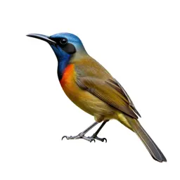 Manakin