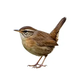 Marsh wren