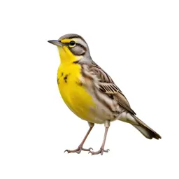 Meadowlark