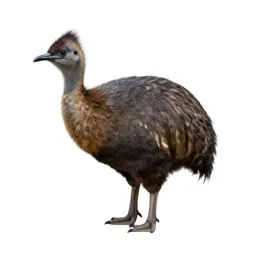 Megapode