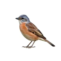 Migrant shrike