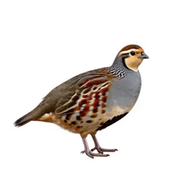 Migratory quail