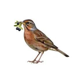 Missel thrush