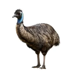Moa