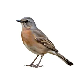Mockingbird