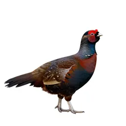 Moorcock