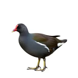 Moorhen