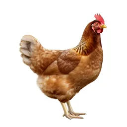 Mother hen