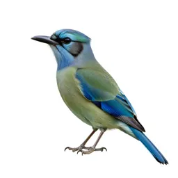 Motmot