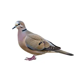 Mourning dove