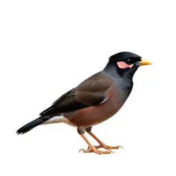 Myna
