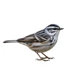 Myrtle warbler