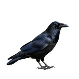 Night raven