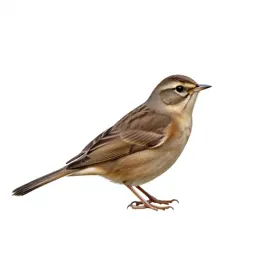 Nightingale