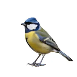 Nonpasserine bird