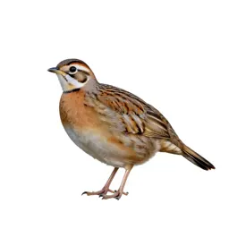 Northern bobwhite