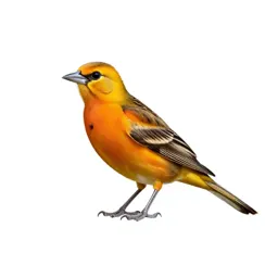 Northern oriole