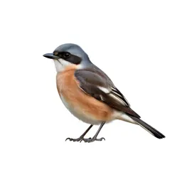 Northern shrike