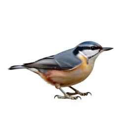 Nuthatch