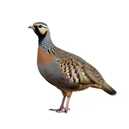 Painted sandgrouse