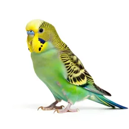 Parakeet