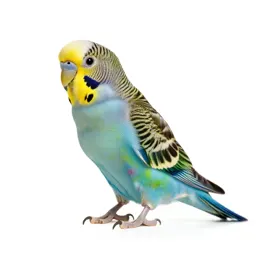 Parrot
