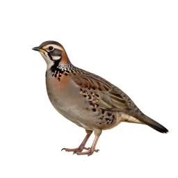 Partridge