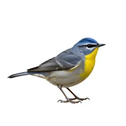 Parula warbler