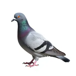 Passenger pigeon