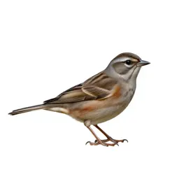 Passerine