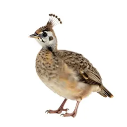 Peachick