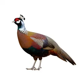Peafowl