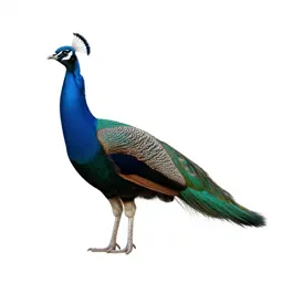 Peahen