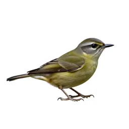 Pewee