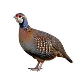Phasianid