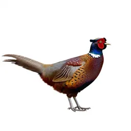 Pheasant coucal