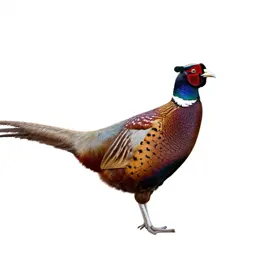 Pheasant