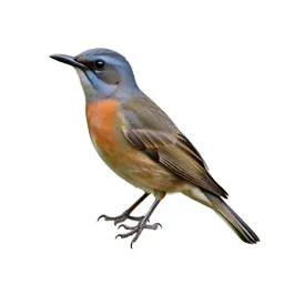 Piciform bird