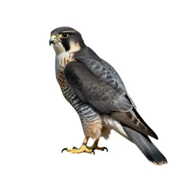 Pigeon hawk