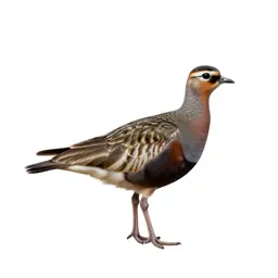 Pin-tailed sandgrouse